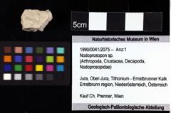 Foto (Objket + Etiketten) von Nodoprosopon sp. 